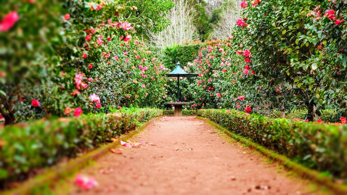 Native Garden Design for Illawarra Properties